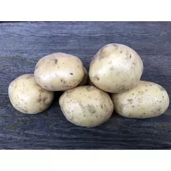 Насіннєва картопля ДЖЕЛЛІ