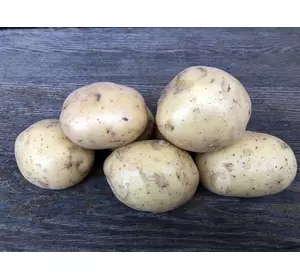 Насіннєва картопля ДЖЕЛЛІ