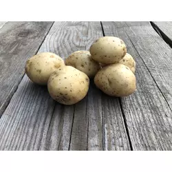 Насіннєва картопля Рів'єра