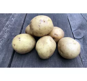 Високоврожайний ранній сорт картоплі КОЛОМБА