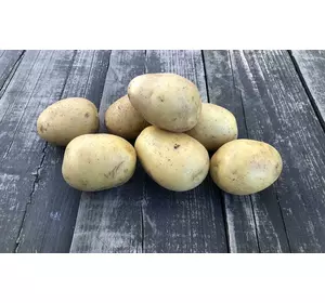 Дуже ранній столовий сорт картоплі АНУШКА