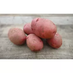Насіннєва картопля ФЛАМЕНКО