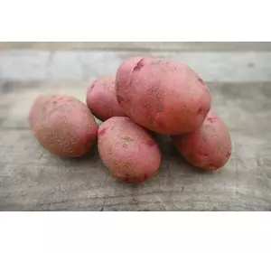 Насіннєва картопля ФЛАМЕНКО