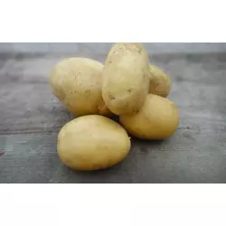 Насіннєва картопля ТАІСІЯ