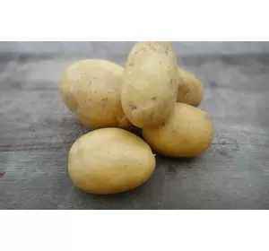 Насіннєва картопля ТАІСІЯ