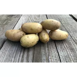 Насіннєва картопля ГРАНАДА
