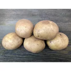 Насіннєва картопля ФОНТАНЕ