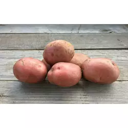 Насіннєва картопля РІКАРДА