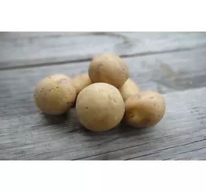 Насіннєва картопля МАДЕЙРА