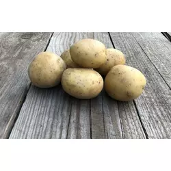 Насіннєва картопля ГАЛА
