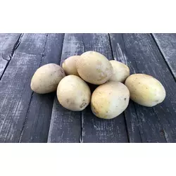 Високоврожайний, середньо пізній сорт картоплі ЧЕЛЛЕНДЖЕР