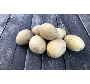 Високоврожайний, середньо пізній сорт картоплі ЧЕЛЛЕНДЖЕР