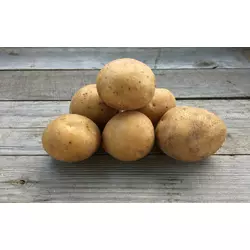 Насіннєва картопля ВІВІАНА