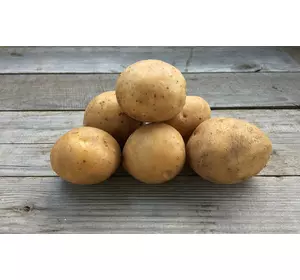 Насіннєва картопля ВІВІАНА