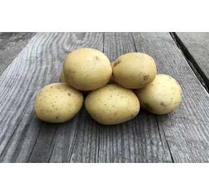 Високоврожайний столовий сорт картоплі МЕЛОДІ