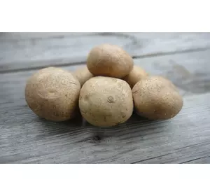 Насіннєва картопля ВІНЕТА