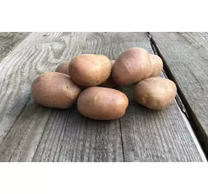 Середньо ранній сорт картоплі РЕД СКАРЛЕТ
