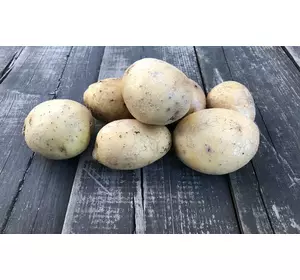 Високоврожайний середньоранній сорт картоплі БЕРНІНА