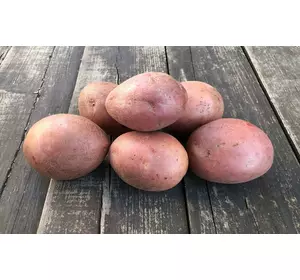 Ранній сорт картоплі із яскраво червоною шкіркою САНІБЕЛЬ