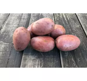 Середньо ранній, високоврожайний столовий сорт картоплі РЕД ФЕНТАЗІ