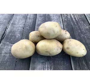 Середньоранній столовий сорт картоплі ОТОЛІЯ