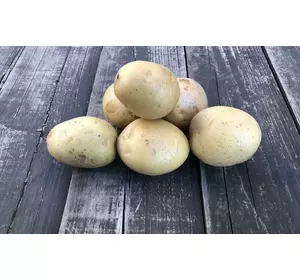 Високоврожайний ранній сорт сорт картоплі КОРІННА