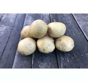 Високоврожайний середньо ранній сорт картоплі КАРЕЛІЯ